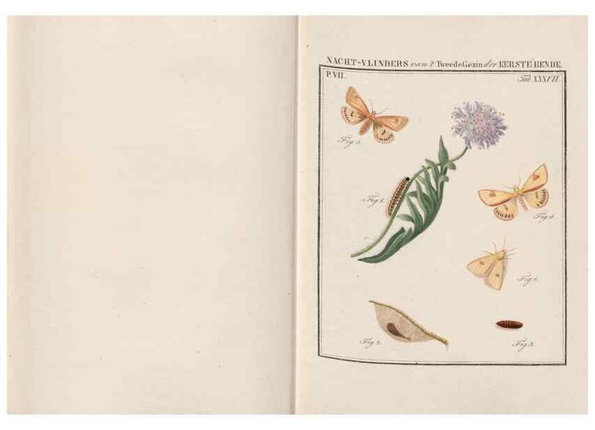 Reproducción/Reproduction 49816543798: Beschouwing der wonderen Gods, in de minstgeachte schepzelen :. Te Amsterdam :by J.C. Sepp,1762-1860.. 