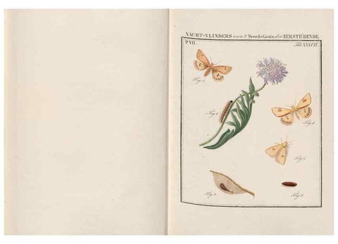 Reproducción/Reproduction 49816543798: Beschouwing der wonderen Gods, in de minstgeachte schepzelen :. Te Amsterdam :by J.C. Sepp,1762-1860.. 