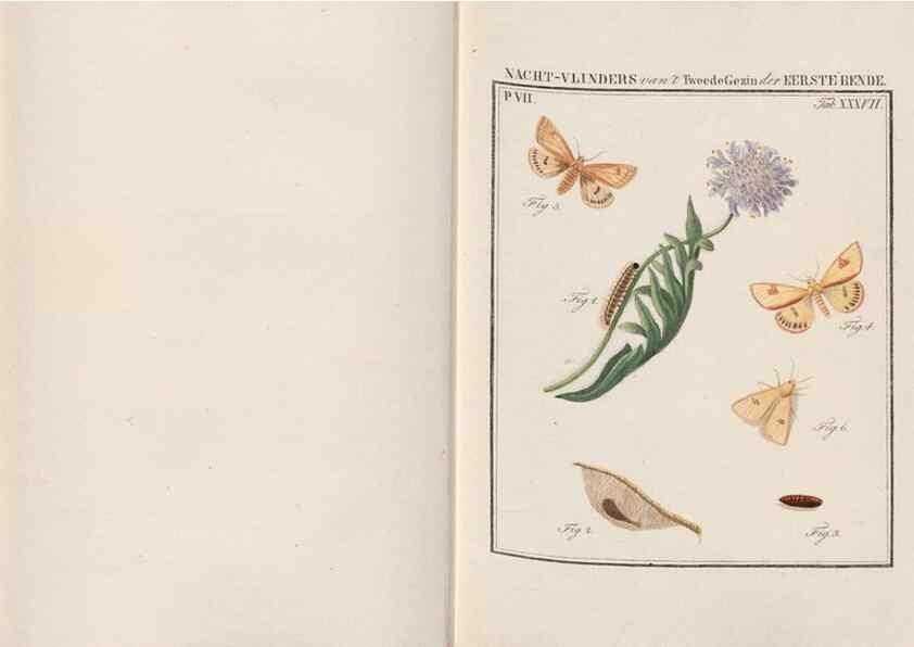 Reproducción/Reproduction 49816543798: Beschouwing der wonderen Gods, in de minstgeachte schepzelen :. Te Amsterdam :by J.C. Sepp,1762-1860.. 