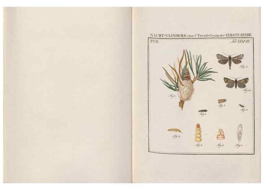 Reproducción/Reproduction 49817077036: Beschouwing der wonderen Gods, in de minstgeachte schepzelen :. Te Amsterdam :by J.C. Sepp,1762-1860.. 