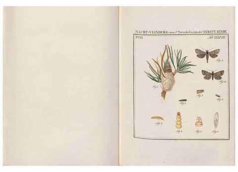 Reproducción/Reproduction 49817077036: Beschouwing der wonderen Gods, in de minstgeachte schepzelen :. Te Amsterdam :by J.C. Sepp,1762-1860.. 
