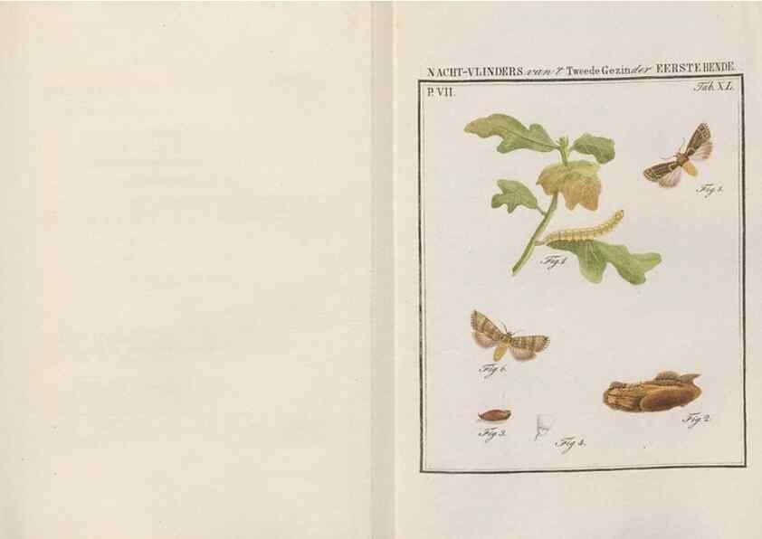 Reproducción/Reproduction 49816544288: Beschouwing der wonderen Gods, in de minstgeachte schepzelen :. Te Amsterdam :by J.C. Sepp,1762-1860.. 