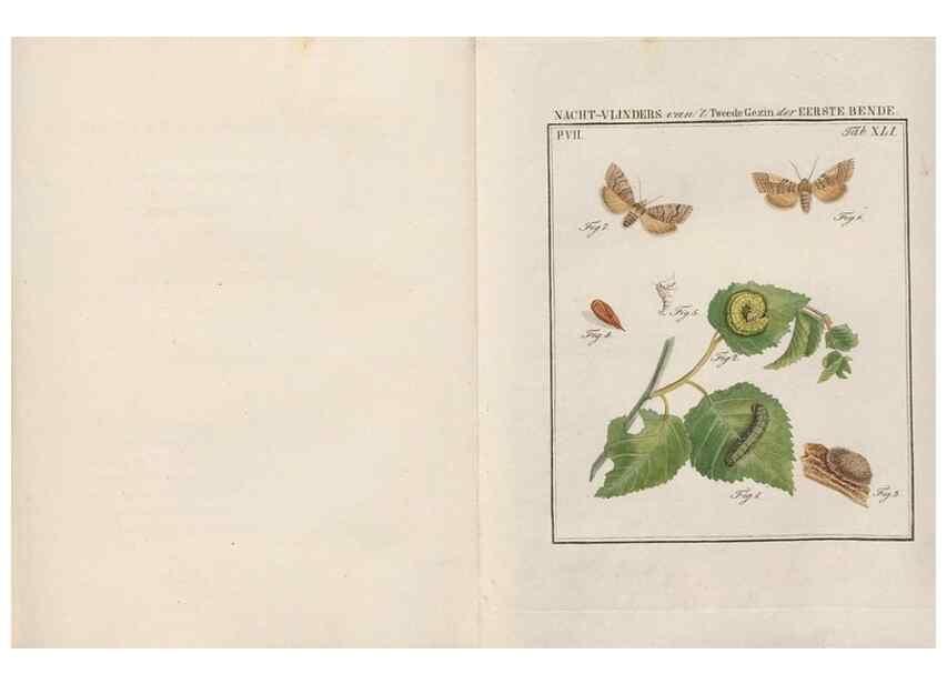 Reproducción/Reproduction 49816544483: Beschouwing der wonderen Gods, in de minstgeachte schepzelen :. Te Amsterdam :by J.C. Sepp,1762-1860.. 