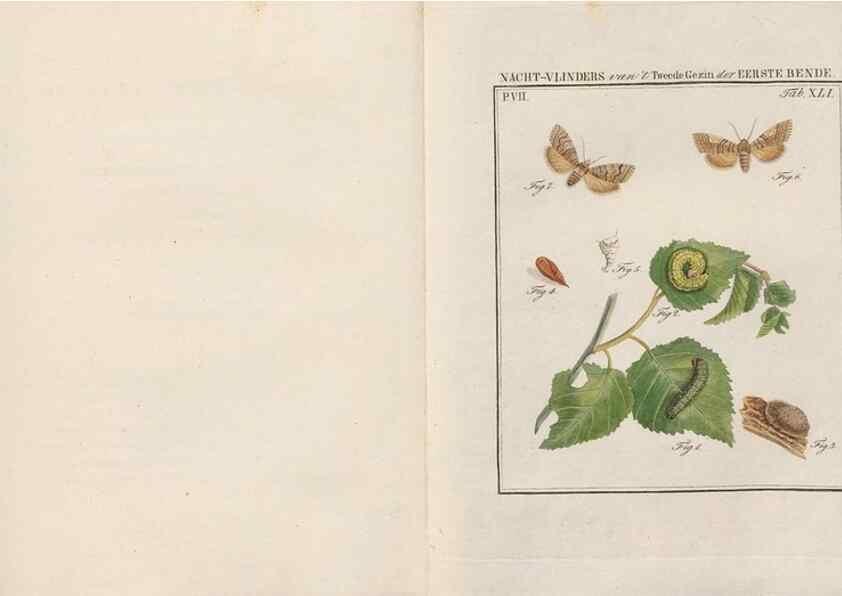 Reproducción/Reproduction 49816544483: Beschouwing der wonderen Gods, in de minstgeachte schepzelen :. Te Amsterdam :by J.C. Sepp,1762-1860.. 