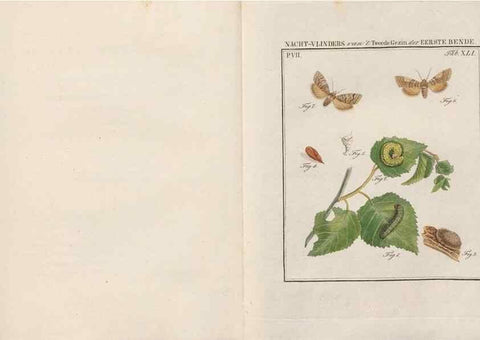 Reproducción/Reproduction 49816544483: Beschouwing der wonderen Gods, in de minstgeachte schepzelen :. Te Amsterdam :by J.C. Sepp,1762-1860.. 