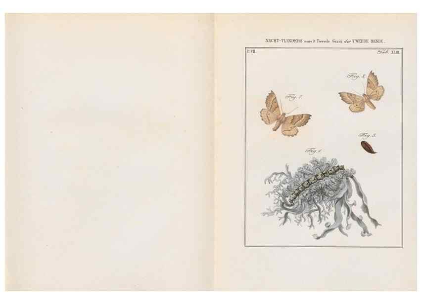 Reproducción/Reproduction 49817077931: Beschouwing der wonderen Gods, in de minstgeachte schepzelen :. Te Amsterdam :by J.C. Sepp,1762-1860.. 
