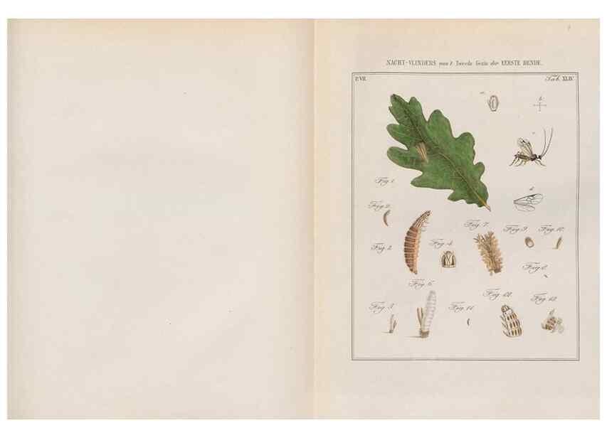 Reproducción/Reproduction 49817386557: Beschouwing der wonderen Gods, in de minstgeachte schepzelen :. Te Amsterdam :by J.C. Sepp,1762-1860.. 
