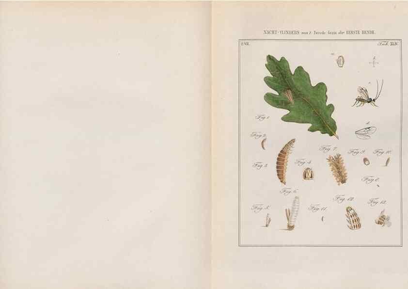 Reproducción/Reproduction 49817386557: Beschouwing der wonderen Gods, in de minstgeachte schepzelen :. Te Amsterdam :by J.C. Sepp,1762-1860.. 