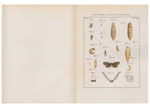 Reproducción/Reproduction 49816545233: Beschouwing der wonderen Gods, in de minstgeachte schepzelen :. Te Amsterdam :by J.C. Sepp,1762-1860.. 