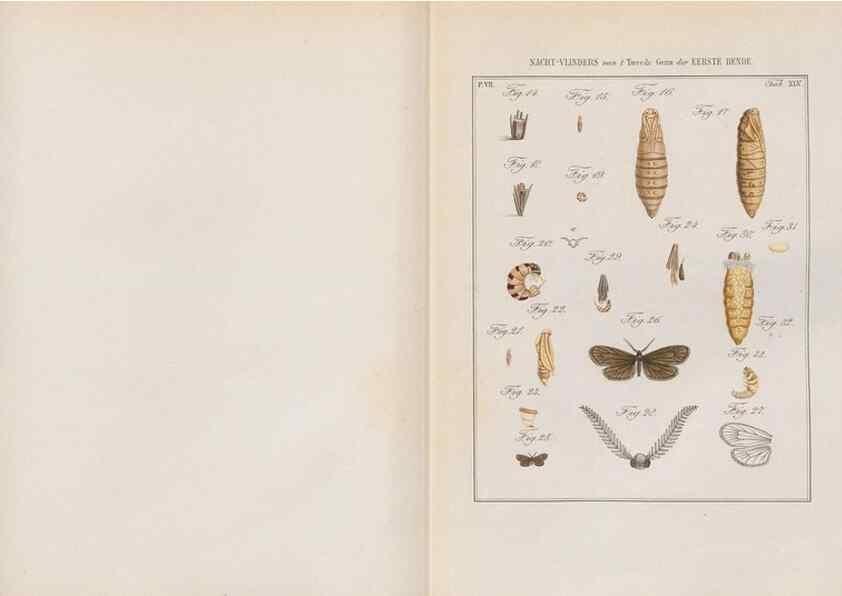 Reproducción/Reproduction 49816545233: Beschouwing der wonderen Gods, in de minstgeachte schepzelen :. Te Amsterdam :by J.C. Sepp,1762-1860.. 