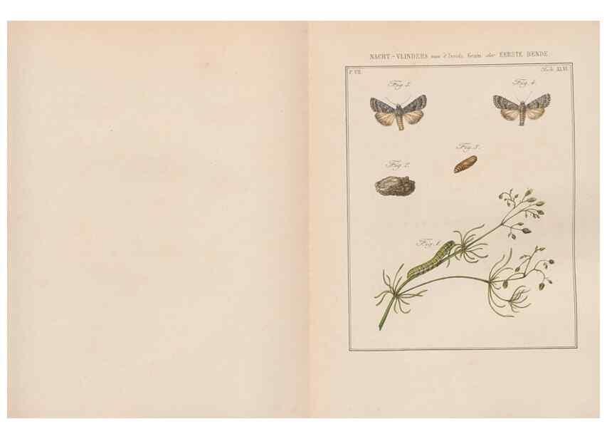Reproducción/Reproduction 49817386907: Beschouwing der wonderen Gods, in de minstgeachte schepzelen :. Te Amsterdam :by J.C. Sepp,1762-1860.. 