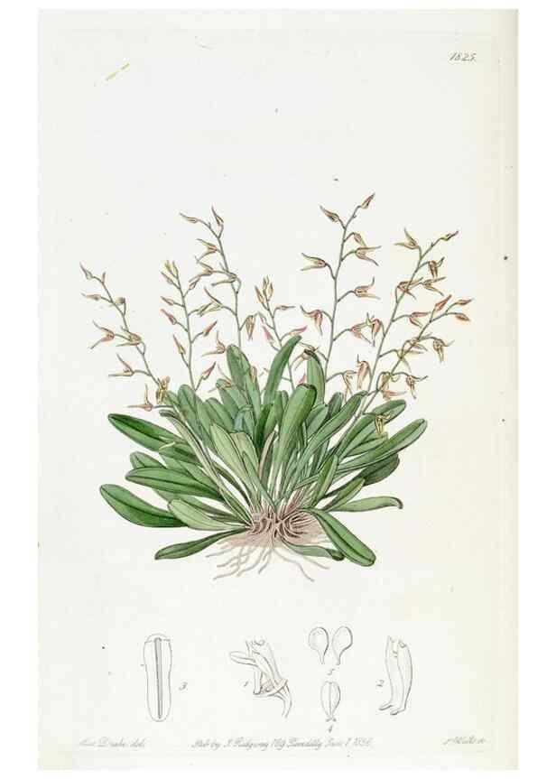 Reproducción/Reproduction 49821980248: Edwards's botanical register.. London :James Ridgway,1829-1847.. 