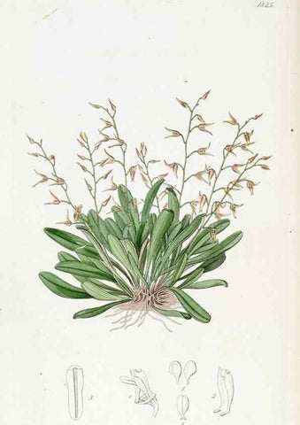Reproducción/Reproduction 49821980248: Edwards's botanical register.. London :James Ridgway,1829-1847.. 