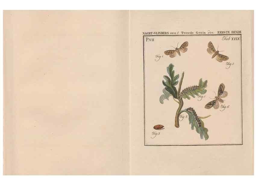 Reproducción/Reproduction 49816542128: Beschouwing der wonderen Gods, in de minstgeachte schepzelen :. Te Amsterdam :by J.C. Sepp,1762-1860.. 