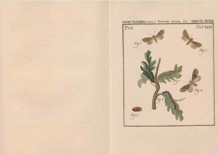 Reproducción/Reproduction 49816542128: Beschouwing der wonderen Gods, in de minstgeachte schepzelen :. Te Amsterdam :by J.C. Sepp,1762-1860.. 