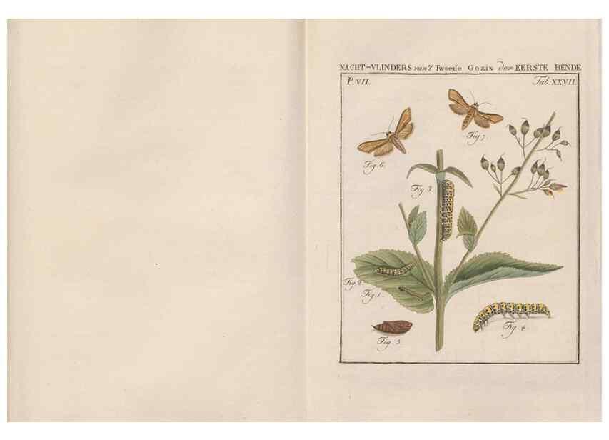 Reproducción/Reproduction 49816541748: Beschouwing der wonderen Gods, in de minstgeachte schepzelen :. Te Amsterdam :by J.C. Sepp,1762-1860.. 