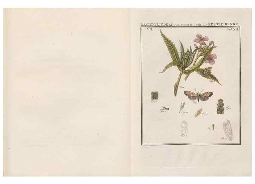 Reproducción/Reproduction 49816538843: Beschouwing der wonderen Gods, in de minstgeachte schepzelen :. Te Amsterdam :by J.C. Sepp,1762-1860.. 