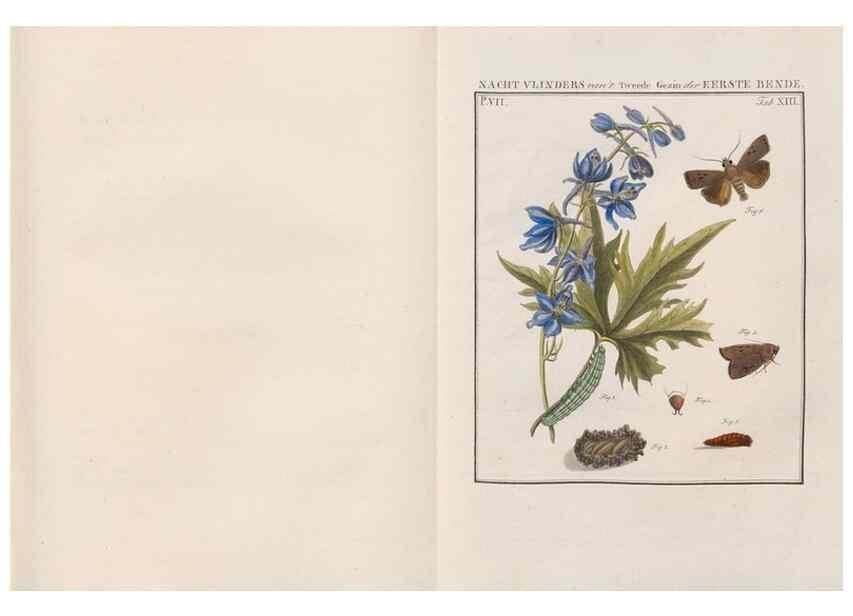 Reproducción/Reproduction 49816538998: Beschouwing der wonderen Gods, in de minstgeachte schepzelen :. Te Amsterdam :by J.C. Sepp,1762-1860.. 