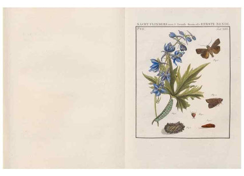 Reproducción/Reproduction 49816538998: Beschouwing der wonderen Gods, in de minstgeachte schepzelen :. Te Amsterdam :by J.C. Sepp,1762-1860.. 