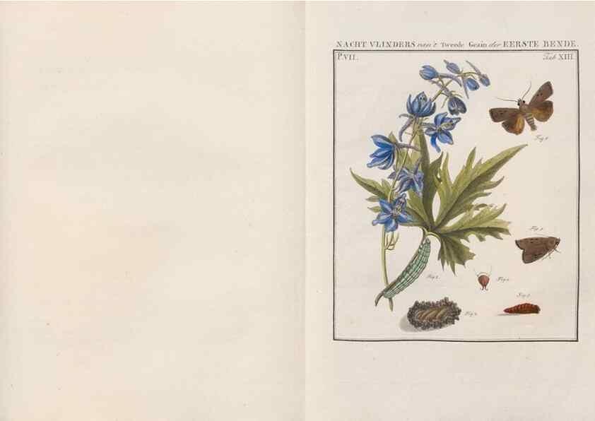 Reproducción/Reproduction 49816538998: Beschouwing der wonderen Gods, in de minstgeachte schepzelen :. Te Amsterdam :by J.C. Sepp,1762-1860.. 