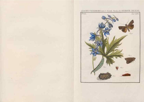 Reproducción/Reproduction 49816538998: Beschouwing der wonderen Gods, in de minstgeachte schepzelen :. Te Amsterdam :by J.C. Sepp,1762-1860.. 