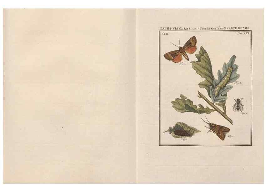 Reproducción/Reproduction 49816539653: Beschouwing der wonderen Gods, in de minstgeachte schepzelen :. Te Amsterdam :by J.C. Sepp,1762-1860.. 