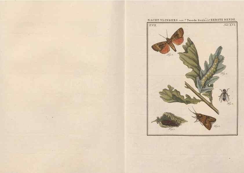 Reproducción/Reproduction 49816539653: Beschouwing der wonderen Gods, in de minstgeachte schepzelen :. Te Amsterdam :by J.C. Sepp,1762-1860.. 