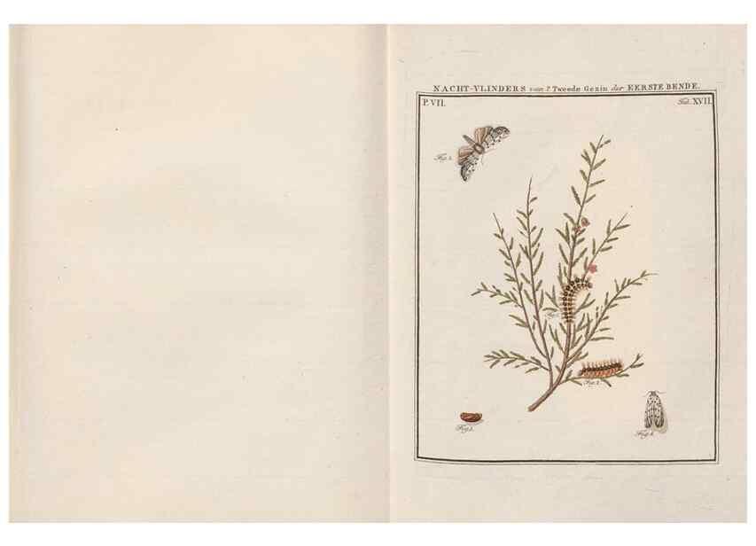 Reproducción/Reproduction 49816539928: Beschouwing der wonderen Gods, in de minstgeachte schepzelen :. Te Amsterdam :by J.C. Sepp,1762-1860.. 