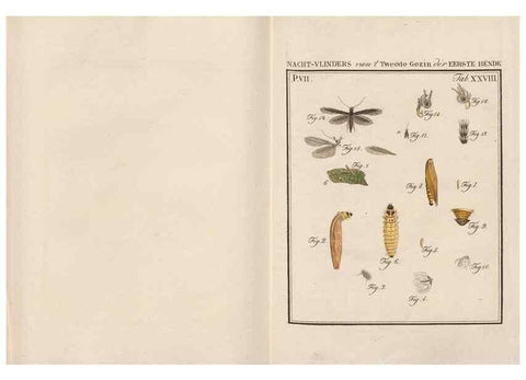 Reproducción/Reproduction 49817383552: Beschouwing der wonderen Gods, in de minstgeachte schepzelen :. Te Amsterdam :by J.C. Sepp,1762-1860.. 