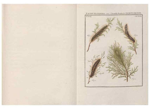 Reproducción/Reproduction 49816540628: Beschouwing der wonderen Gods, in de minstgeachte schepzelen :. Te Amsterdam :by J.C. Sepp,1762-1860.. 
