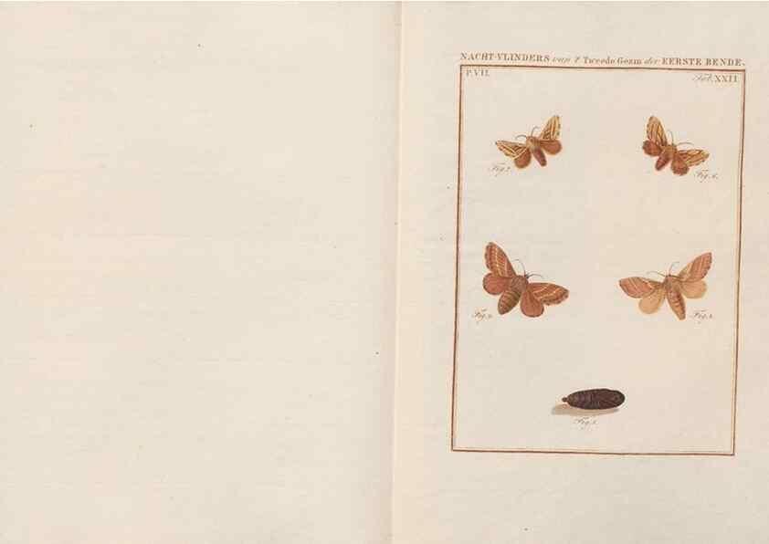 Reproducción/Reproduction 49817073876: Beschouwing der wonderen Gods, in de minstgeachte schepzelen :. Te Amsterdam :by J.C. Sepp,1762-1860.. 