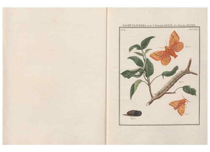 Reproducción/Reproduction 49816540948: Beschouwing der wonderen Gods, in de minstgeachte schepzelen :. Te Amsterdam :by J.C. Sepp,1762-1860.. 