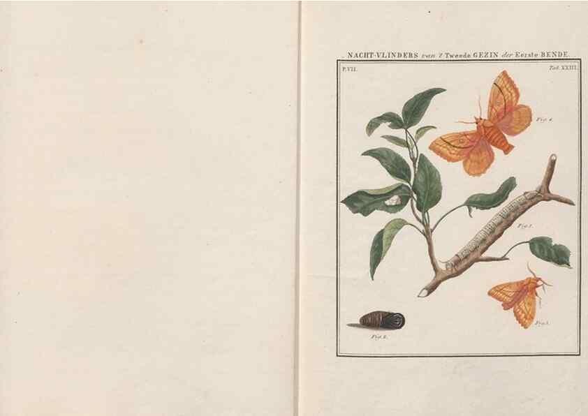 Reproducción/Reproduction 49816540948: Beschouwing der wonderen Gods, in de minstgeachte schepzelen :. Te Amsterdam :by J.C. Sepp,1762-1860.. 