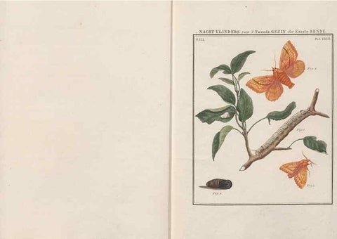 Reproducción/Reproduction 49816540948: Beschouwing der wonderen Gods, in de minstgeachte schepzelen :. Te Amsterdam :by J.C. Sepp,1762-1860.. 