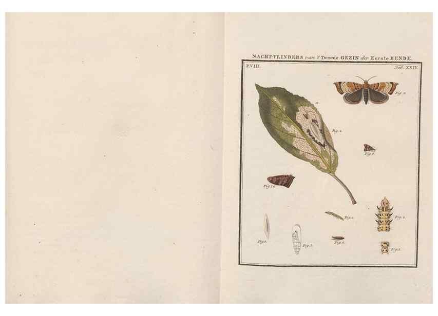 Reproducción/Reproduction 49817382832: Beschouwing der wonderen Gods, in de minstgeachte schepzelen :. Te Amsterdam :by J.C. Sepp,1762-1860.. 