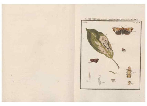 Reproducción/Reproduction 49817382832: Beschouwing der wonderen Gods, in de minstgeachte schepzelen :. Te Amsterdam :by J.C. Sepp,1762-1860.. 