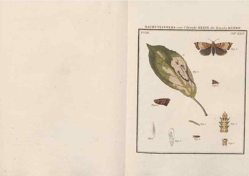 Reproducción/Reproduction 49817382832: Beschouwing der wonderen Gods, in de minstgeachte schepzelen :. Te Amsterdam :by J.C. Sepp,1762-1860.. 