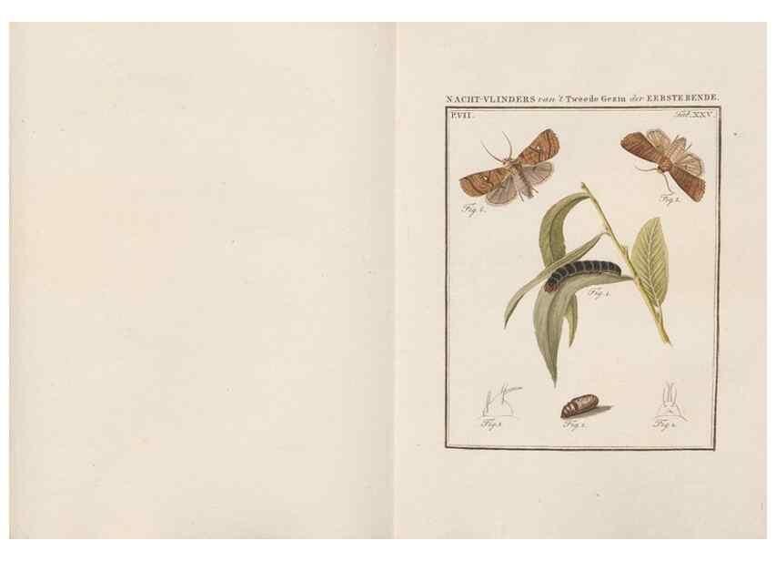 Reproducción/Reproduction 49817074451: Beschouwing der wonderen Gods, in de minstgeachte schepzelen :. Te Amsterdam :by J.C. Sepp,1762-1860.. 