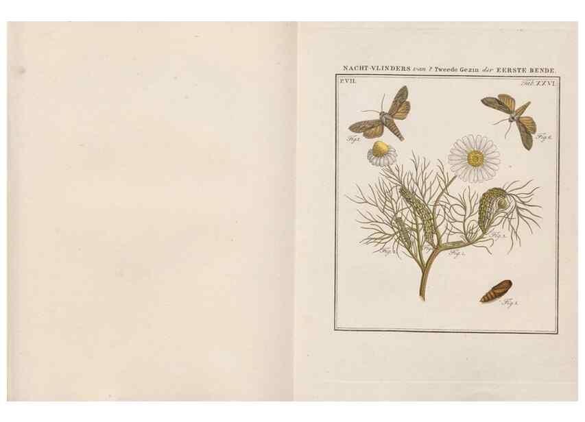 Reproducción/Reproduction 49817383177: Beschouwing der wonderen Gods, in de minstgeachte schepzelen :. Te Amsterdam :by J.C. Sepp,1762-1860.. 