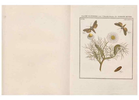Reproducción/Reproduction 49817383177: Beschouwing der wonderen Gods, in de minstgeachte schepzelen :. Te Amsterdam :by J.C. Sepp,1762-1860.. 