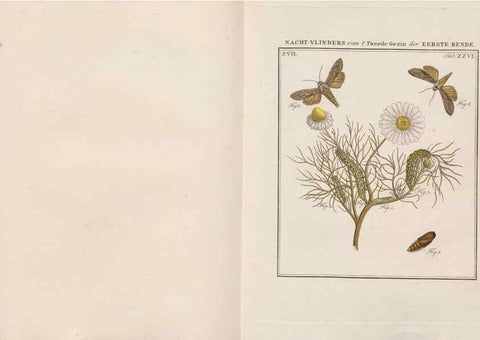 Reproducción/Reproduction 49817383177: Beschouwing der wonderen Gods, in de minstgeachte schepzelen :. Te Amsterdam :by J.C. Sepp,1762-1860.. 