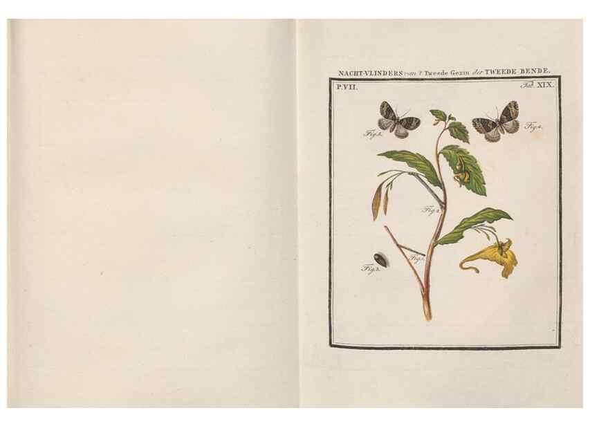 Reproducción/Reproduction 49817382012: Beschouwing der wonderen Gods, in de minstgeachte schepzelen :. Te Amsterdam :by J.C. Sepp,1762-1860.. 