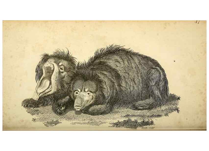 Reproducción/Reproduction 49826735037: General zoology, or Systematic natural history. London,Printed for G. Kearsley,1800-1826.. 