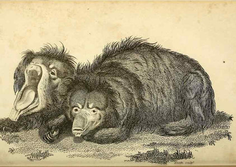 Reproducción/Reproduction 49826735037: General zoology, or Systematic natural history. London,Printed for G. Kearsley,1800-1826.. 