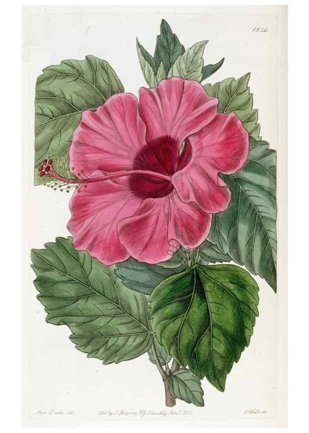 Reproducción/Reproduction 49822518111: Edwards's botanical register.. London :James Ridgway,1829-1847.. 