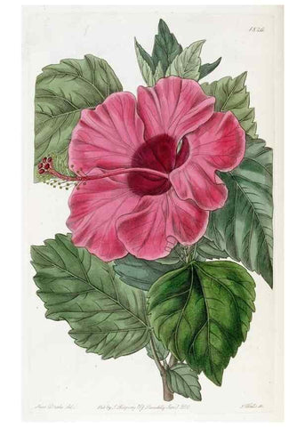 Reproducción/Reproduction 49822518111: Edwards's botanical register.. London :James Ridgway,1829-1847.. 