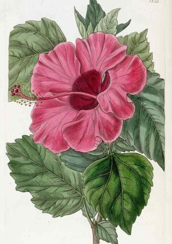 Reproducción/Reproduction 49822518111: Edwards's botanical register.. London :James Ridgway,1829-1847.. 