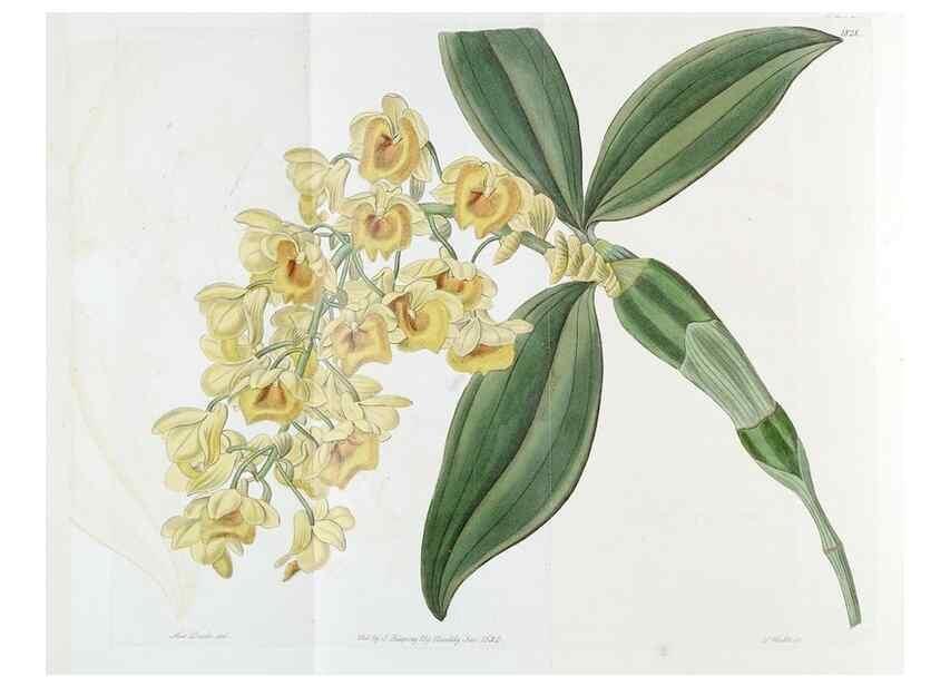 Reproducción/Reproduction 49822519156: Edwards's botanical register.. London :James Ridgway,1829-1847.. 