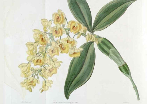 Reproducción/Reproduction 49822519156: Edwards's botanical register.. London :James Ridgway,1829-1847.. 