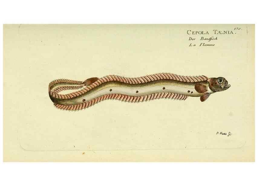 Reproducción/Reproduction 49825985611: D. Marcus Elieser Bloch's, ausübenden Arztes zu Berlin ... Oeconomische Naturgeschichte der Fische Deutschlands .... Berlin :Auf Kosten des Verfassers und in Commission bei dem Buchhändler Hr. Hesse,1782-1795.. 